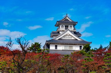 Japonya 'da sonbahar mevsiminde Nagahama Şatosu Tarih Müzesi ve akçaağaç ağaçları