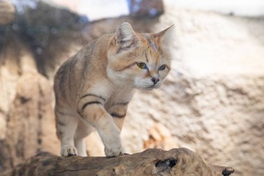 Kum kedisi (Felis margarita), kumlu ve taşlı çöllerde yaşayan küçük vahşi bir kedi.