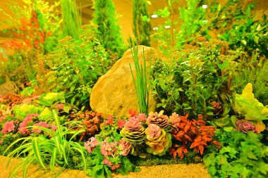 Bahçede güzel sonbahar çiçekleri