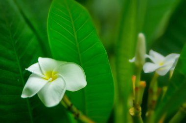 Doğada Plumeria çiçekler