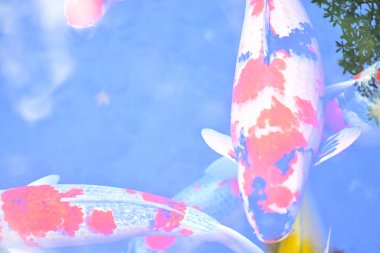 Havuzdaki güzel koi balığı