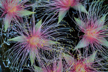 Güzel egzotik çiçekler yakın 