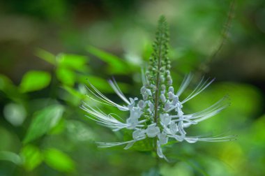 Bahçedeki güzel beyaz çiçek