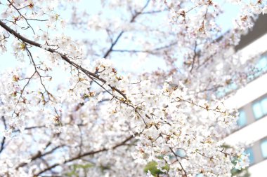 güzel kiraz ağacının baharda çiçek açan.