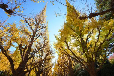 Ağaçlar ve yapraklarla dolu güzel sonbahar manzarası        