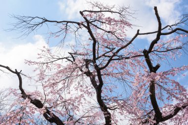 Japonya 'da güzel kiraz çiçekleri