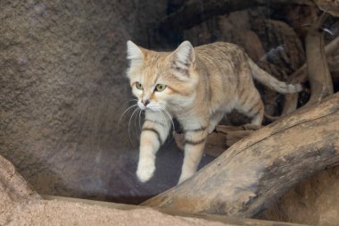 Kum kedisi (Felis margarita), kumlu ve taşlı çöllerde yaşayan küçük vahşi bir kedi.