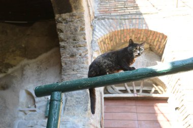 Caddedeki sevimli kedi, gündüz manzaralı. 