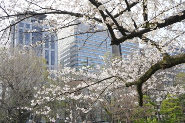 Bahar çiçekleri Bahçede çiçek açan kiraz ağacı.