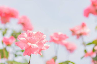 Bahçede açan güzel güllerin yakın plan görüntüsü.  