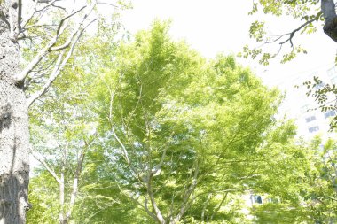 Parkta güzel yeşil yapraklar, yemyeşil yapraklar.   