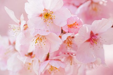 Sakura bahar çiçekleri. Bahçede çiçek açan kiraz ağacı.