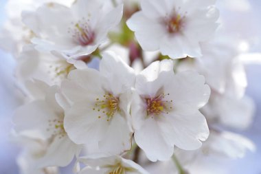 Bahar çiçekleri Bahçede çiçek açan kiraz ağacı.