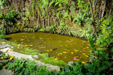 Küçük gölet ve yeşil bitki örtüsünde düşen yapraklarla güzel bir manzara.