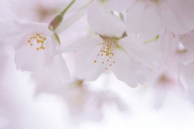 Bahar çiçekleri Bahçede çiçek açan kiraz ağacı.