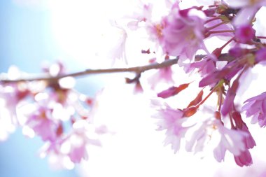 Japonya'da kiraz çiçeği çiçekleri