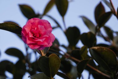 Bahçede güzel pembe çiçekler ve yeşil yapraklar