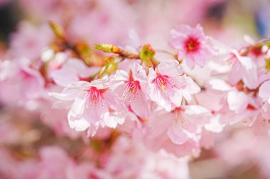 Sakura bahar çiçekleri. Bahçede çiçek açan kiraz ağacı.