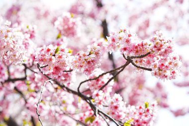 Japonya 'da kiraz çiçeği