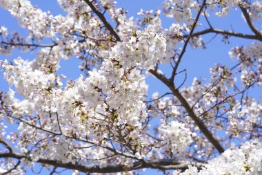 Bahar bahçesindeki dallarda kiraz çiçekleri     