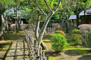 Japon parkında gündüz vakti yeşil ağaçlar ve bitkiler