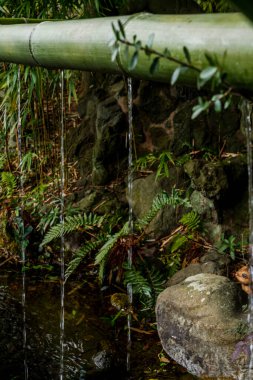 Yeşil bambu, bitki ve gölet ile Japon bahçesinin güzel manzarası