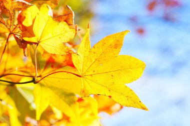 bir ağaç dalı sarı yapraklarda