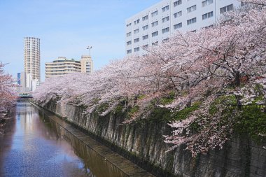 Japonya 'da kiraz çiçeği. Sakura ağaçları çiçek ve kanalda