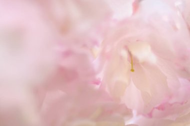 güzel pembe çiçek arkaplanı 