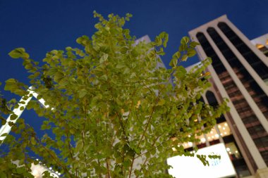 Tokyo, Japonya 'daki Ginza alışveriş merkezinin gece manzarası