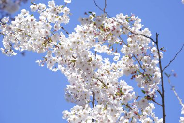 Japonya'da kiraz çiçeği çiçekleri