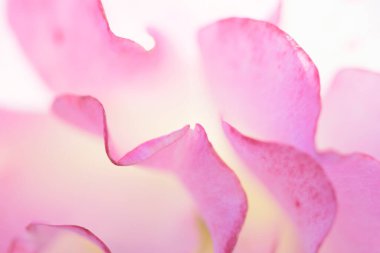 pembe gül yaprakları makro arkaplan özeti