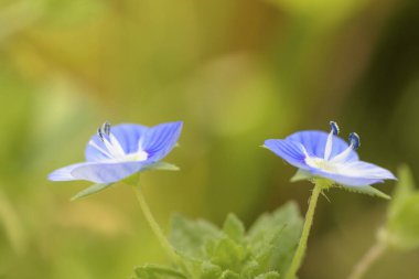 Arka plan bulanık mavi çiçekler