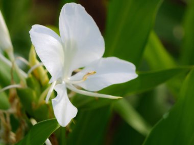 Bahçedeki beyaz çiçek