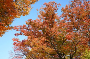 Renkli ağaçlar ve yapraklarla dolu sonbahar manzarası        