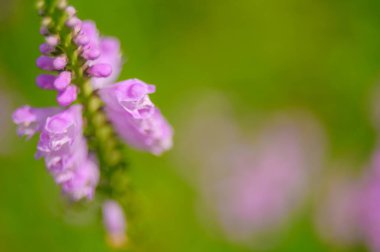 Çiçeklerin açtığı güzel manzarayı kapat.