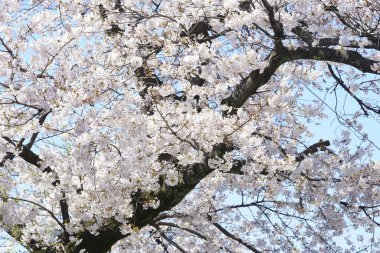 İlkbaharda açan ağaçların çiçeklerini kapat.