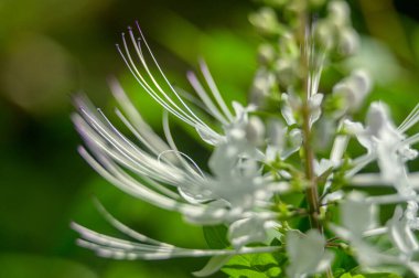 bulanık arka plan üzerinde beyaz çiçek