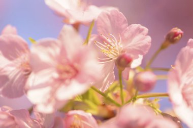 Bahçedeki güzel pembe sakura çiçekleri