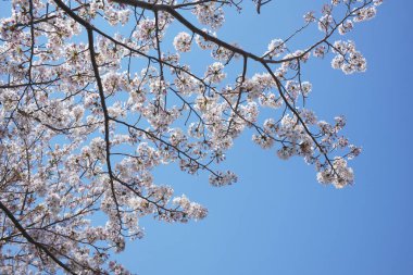 Bahar çiçekleri Bahçede çiçek açan kiraz ağacı.