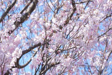 Japonya'da kiraz çiçeği çiçekleri