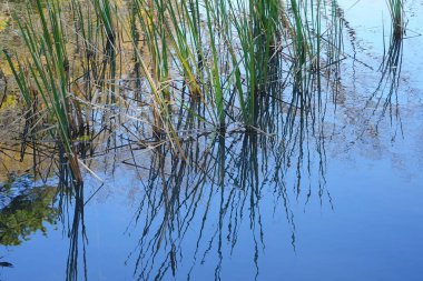 Ormandaki bataklıkta yetişen yeşil bitkiler