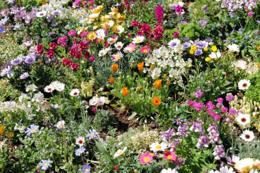 Bahçedeki renkli çiçekler. 