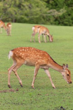 Çimenlerde otlayan bir grup geyik, Nara, Japonya