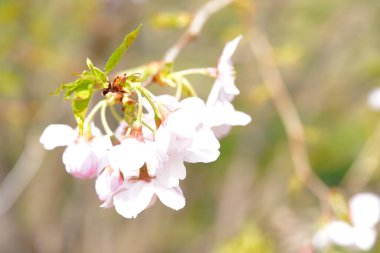 güzel kiraz ağacının baharda çiçek açan.