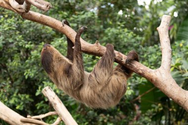 Tembel hayvan dalda baş aşağı asılı duruyor.