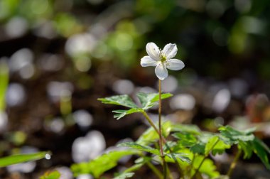 Yeşil yapraklı yabani çiçeğe yaklaş.