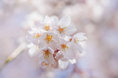 Bahar çiçekleri Bahçede çiçek açan kiraz ağacı.