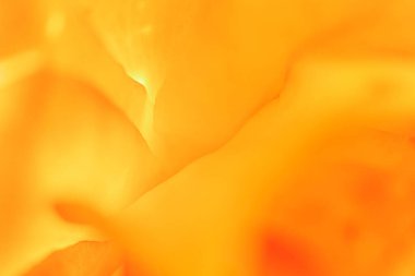 sarı gül yapraklarından makro shot.