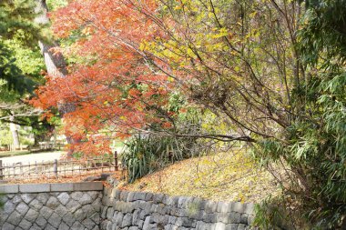 Kırmızı akçaağaç yaprakları, sonbahar yaprakları
